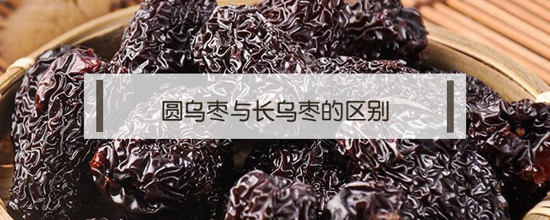 圓烏棗與長烏棗的區(qū)別