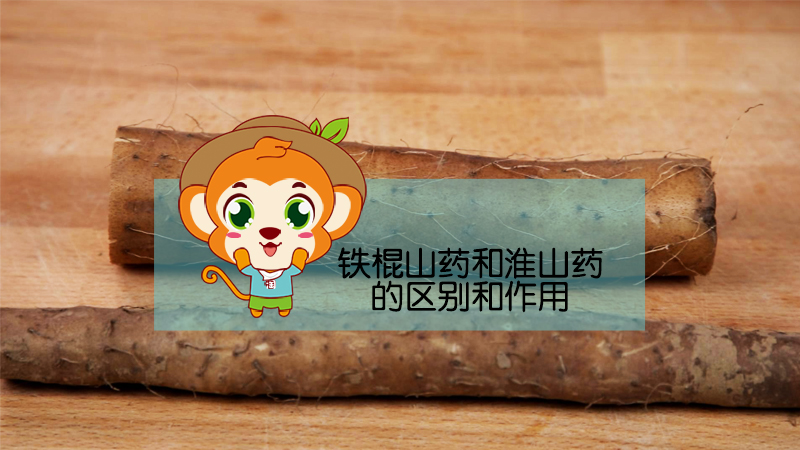 鐵棍山藥和淮山藥的區別和作用