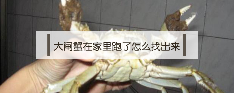 大閘蟹在家里跑了怎么找出來
