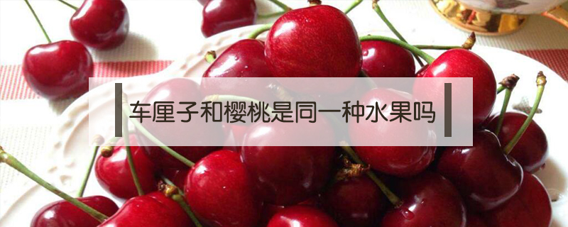 車厘子和櫻桃是同一種水果嗎