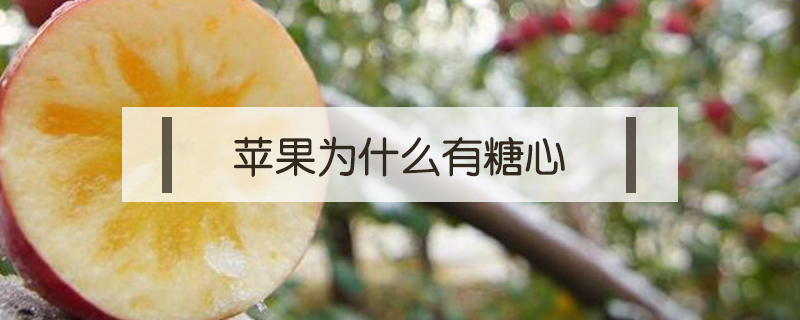 蘋果為什么有糖心