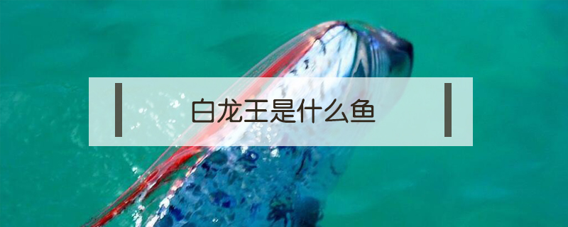 白龍王是什么魚