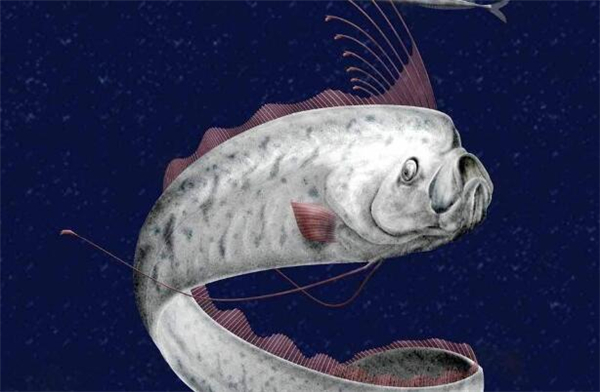 白龍王是什么魚