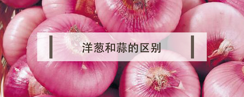 洋蔥和蒜的區別