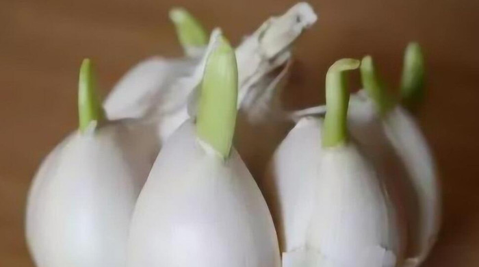 蔥花和蒜花的區(qū)別