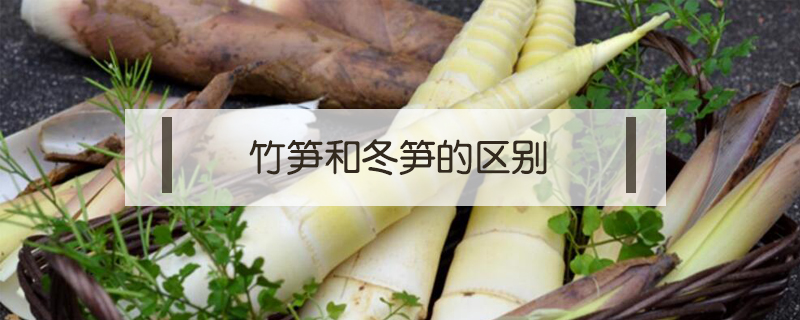 竹筍和冬筍的區別