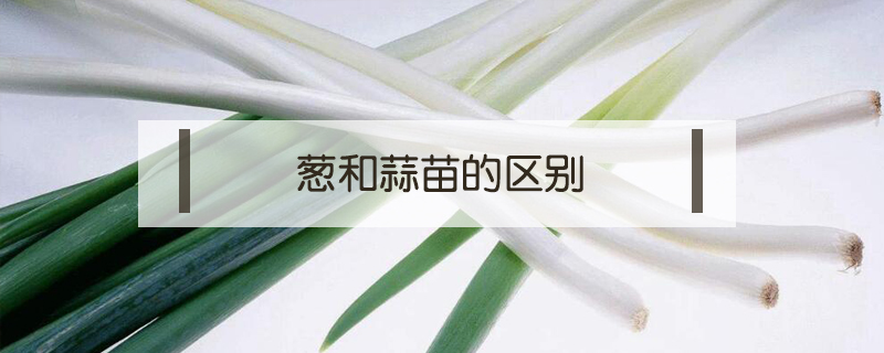 蔥和蒜苗的區(qū)別