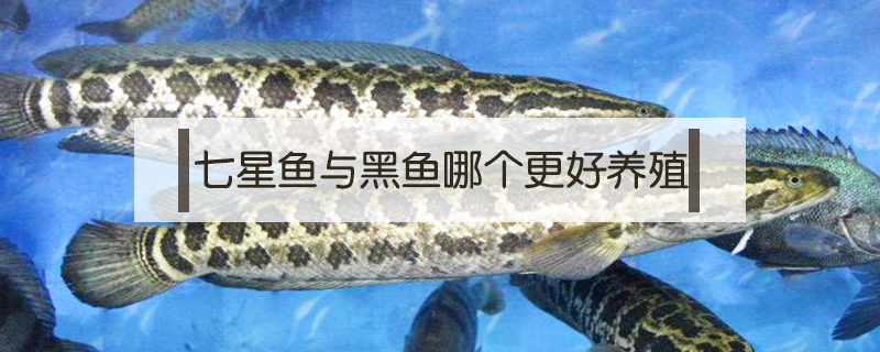 七星魚與黑魚哪個更好養殖