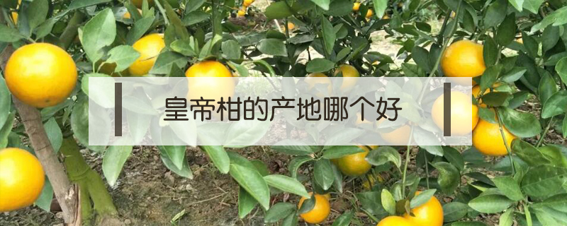 皇帝柑的產地哪個好