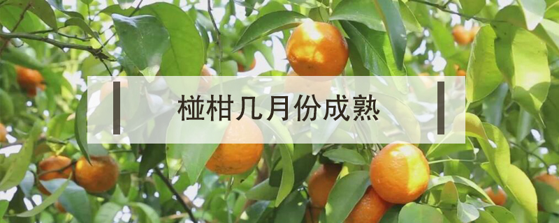 椪柑幾月份成熟