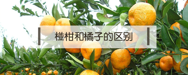 椪柑和橘子的區別