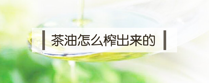 茶油怎么榨出來的