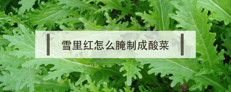 雪里紅怎么腌制成酸菜