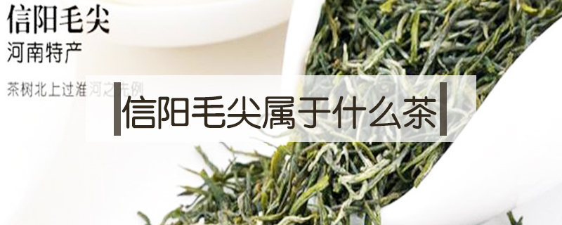 信陽毛尖屬于什么茶
