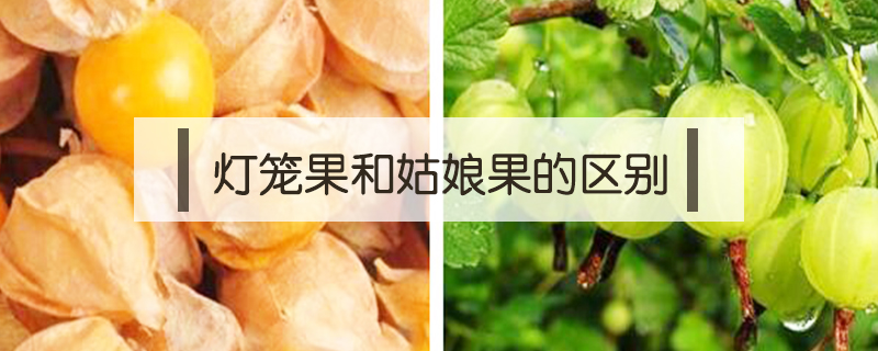 燈籠果和姑娘果的區別