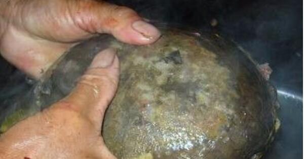 甲魚怎么殺