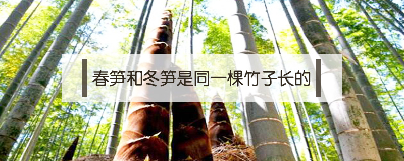 春筍和冬筍是同一棵竹子長的嗎