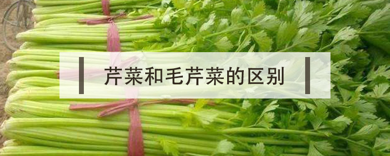 芹菜和毛芹菜的區(qū)別