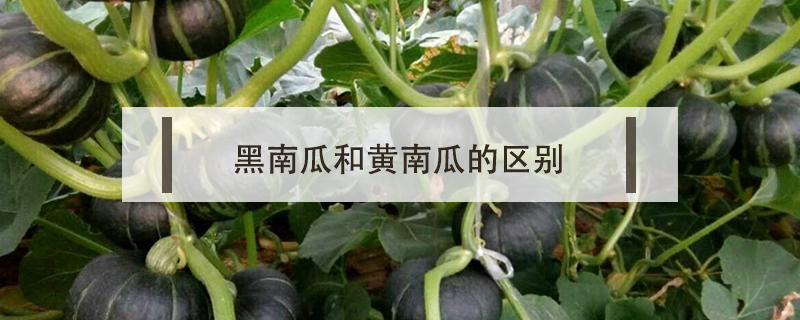 黑南瓜和黃南瓜的區(qū)別