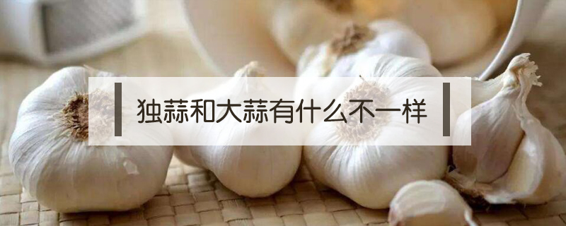 獨(dú)蒜和大蒜有什么不一樣