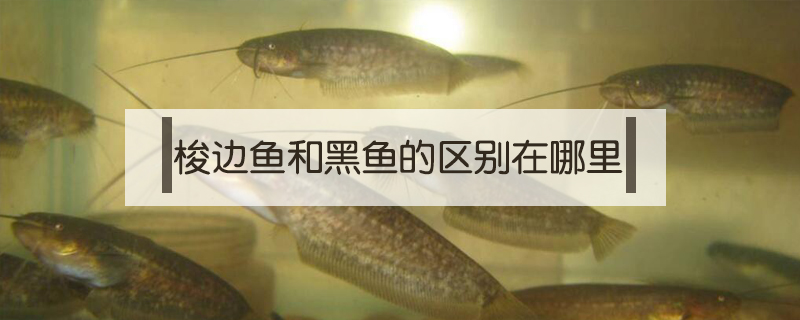 梭邊魚和黑魚的區別在哪里