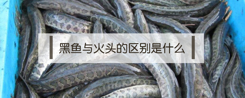 黑魚與火頭的區別是什么
