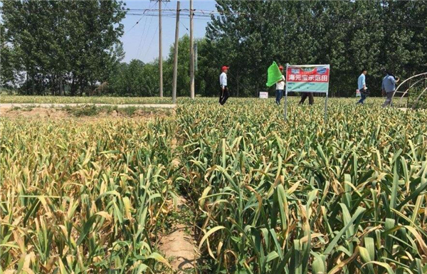 大蒜葉變黃可以怎么辦