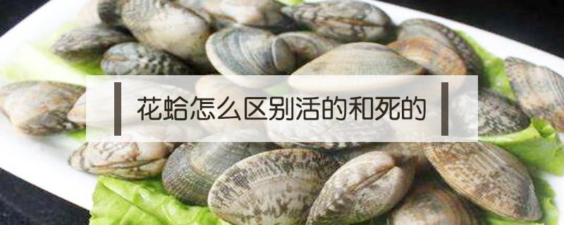花蛤怎么區別活的和死的