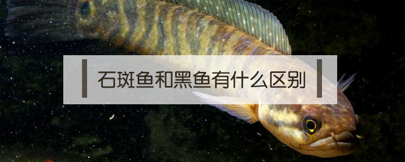 石斑魚和黑魚有什么區別