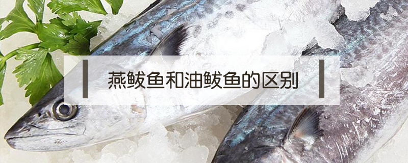 燕鲅魚和油鲅魚的區別