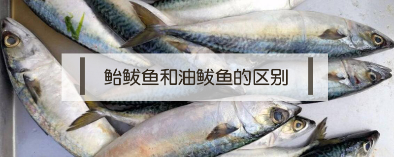 鮐鲅魚和油鲅魚的區別