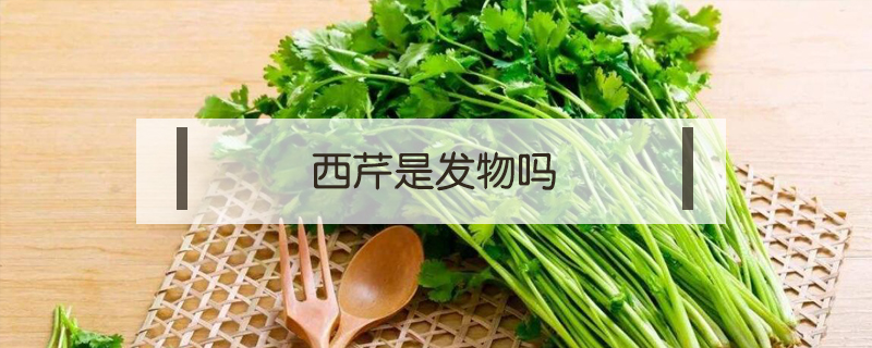西芹是發(fā)物嗎