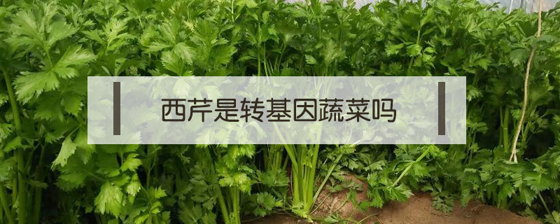 西芹和芹菜的區別