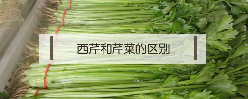 西芹和芹菜的區(qū)別