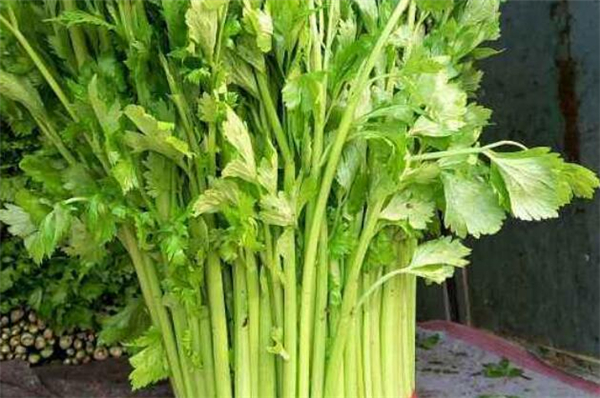 西芹和芹菜的區(qū)別