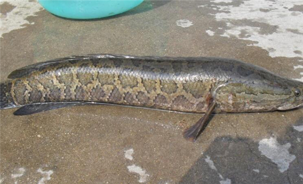 野生黑魚和人工養的區別
