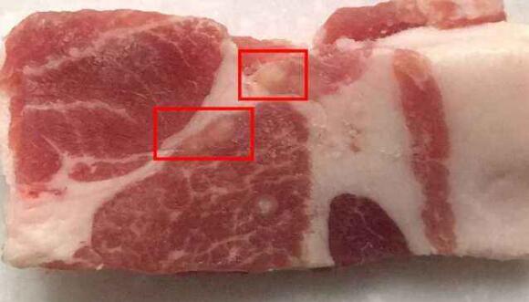 米豬肉與脂肪粒的鑒別