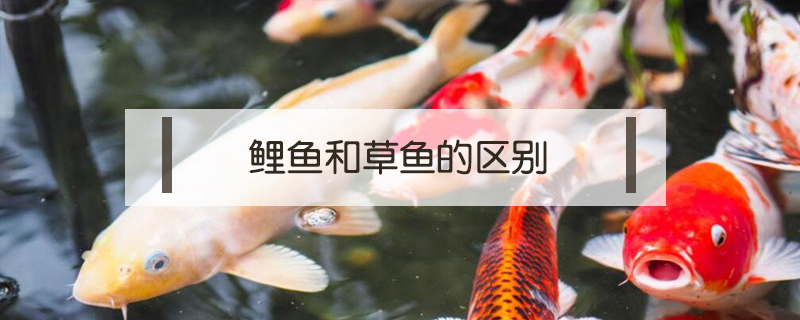 鯉魚和草魚的區別