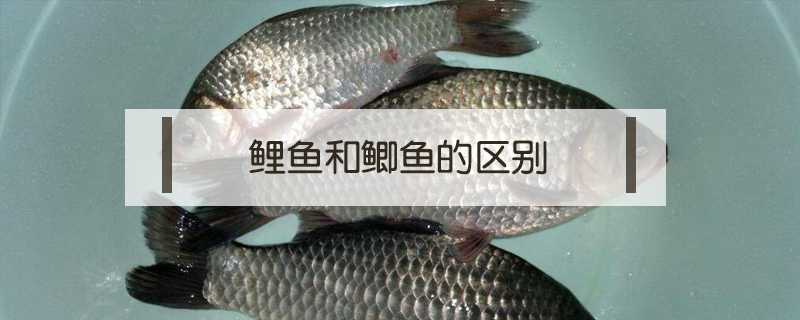 鯉魚和鯽魚的區別