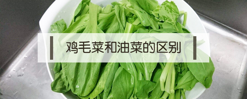 雞毛菜和油菜的區別