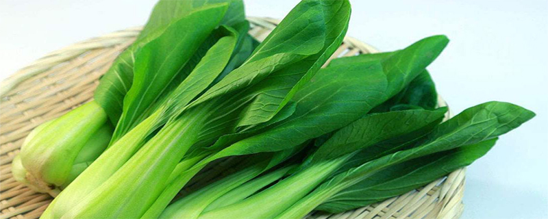 雞毛菜和油菜的區別