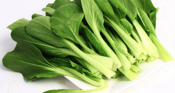 雞毛菜和油菜的區別