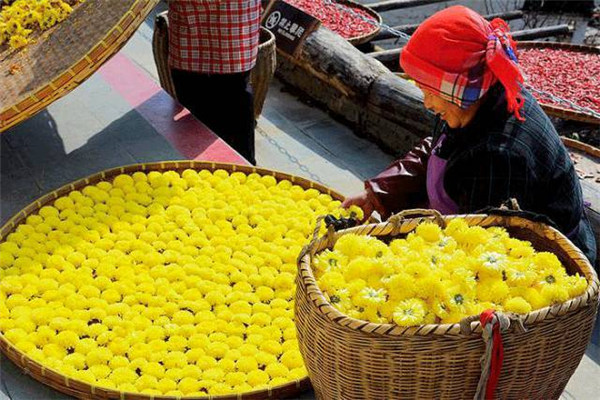 野菊花能直接泡水喝嗎