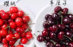 車厘子和櫻桃是同一種水果嗎，車厘子的保存方法