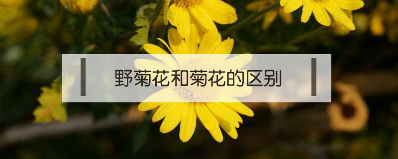 野菊花和菊花的區(qū)別