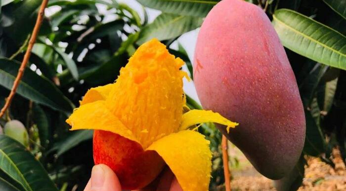 芒果怎么切方便吃，吃芒果的好處