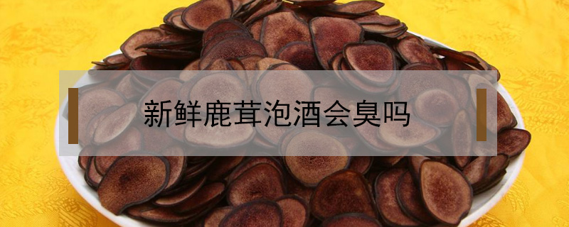 新鮮鹿茸泡酒會臭嗎
