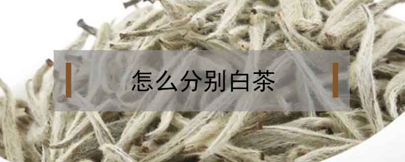 怎么分別白茶