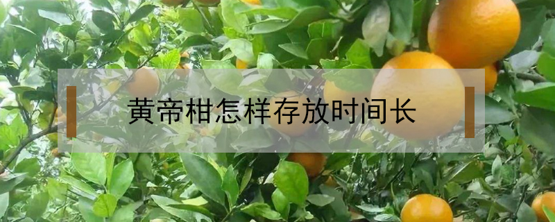 黃帝柑怎樣存放時間長