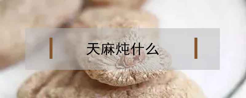 天麻燉什么